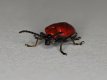 Red Lily Beetle132s.jpg