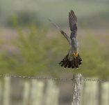 Male Cuckoo Take Off 03 May 24.jpg
