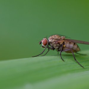 Macro Fly