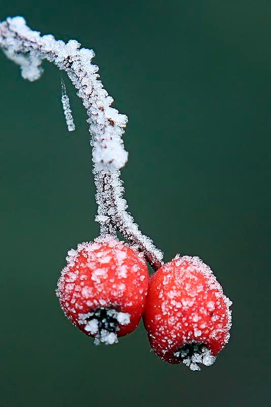 Frosty-berries.jpg