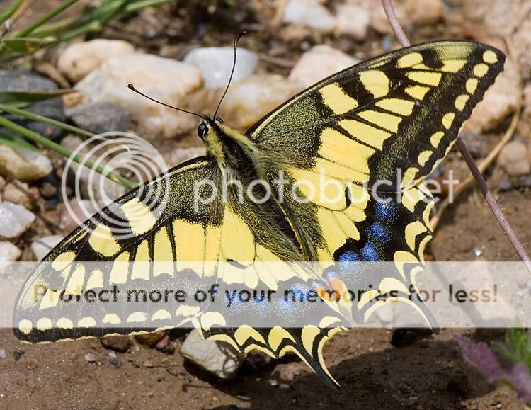 Swallowtail-AndaluciaSpain-May07.jpg