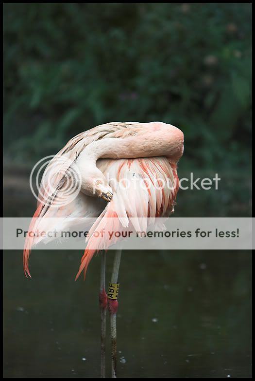 FlamingoIMG_6968web.jpg