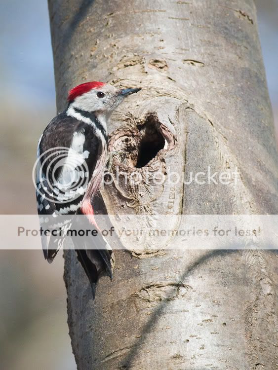 MS_Woodpecker_05_AHP3.jpg
