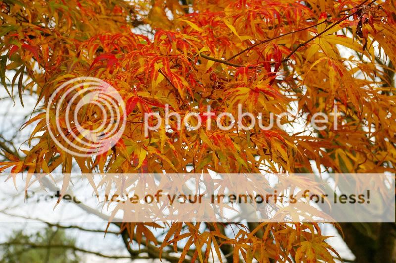 AutumnColoursupload.jpg