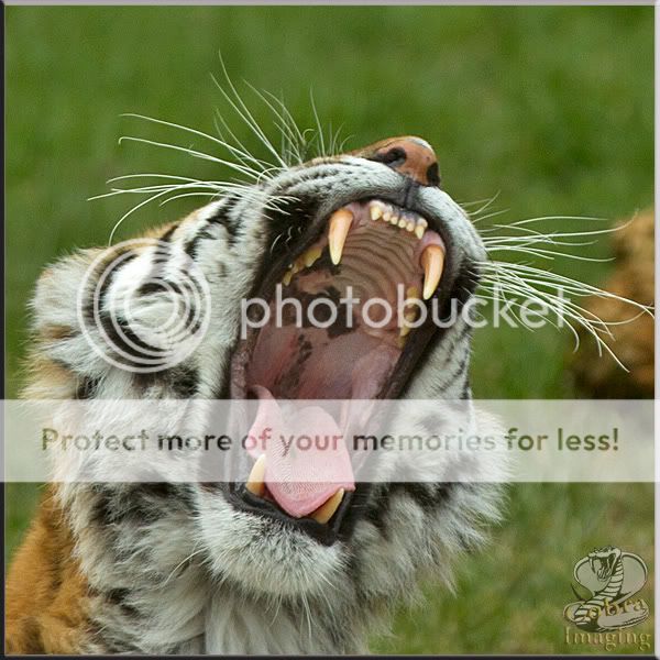 Tiger-gob.jpg