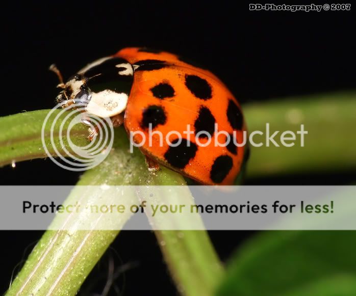 Ladybird1.jpg