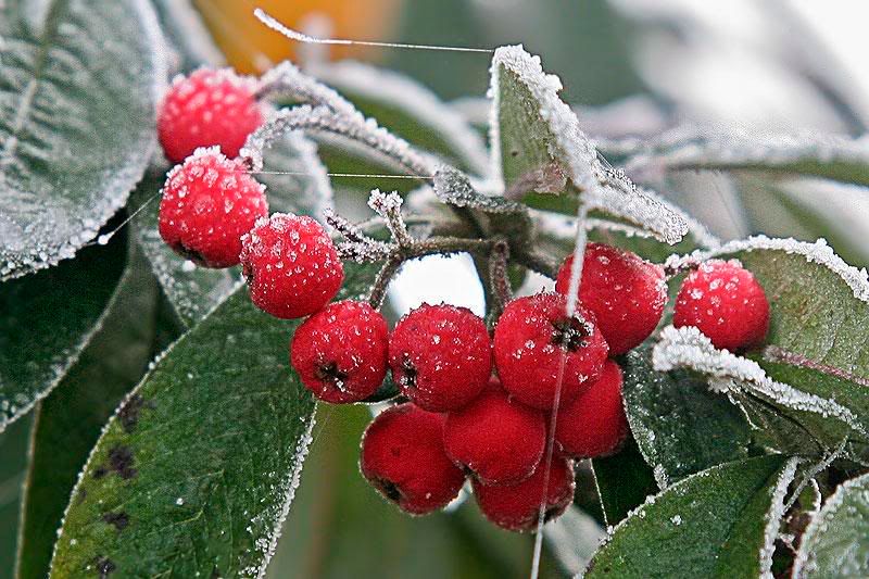 Berries-fr.jpg