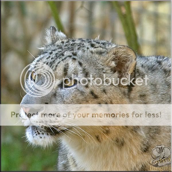 Snow-leopard-iii.jpg