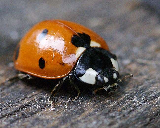 ladybugh.jpg