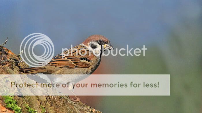 Tree-Sparrow-Portrait.jpg