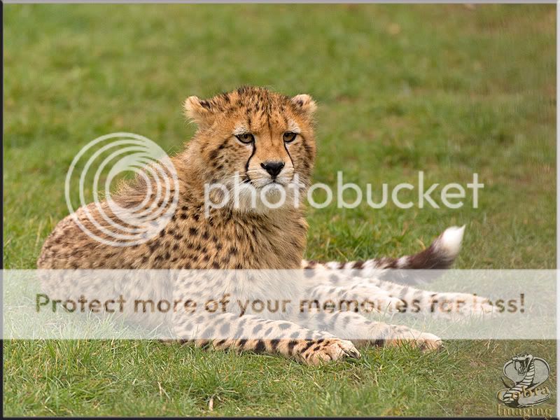 Cheetah--2.jpg