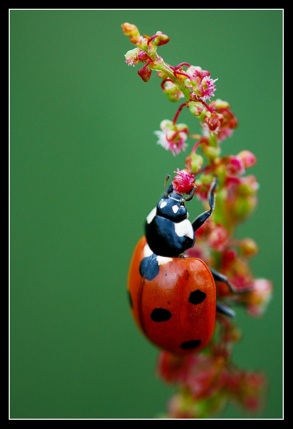 Jack_the_ladybird_by_MessiahKhan.jpg