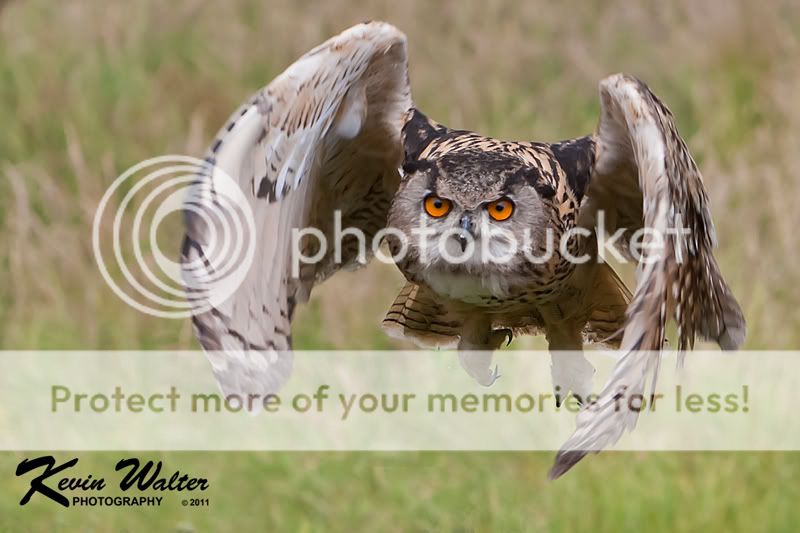 Eagle-Owl-5.jpg