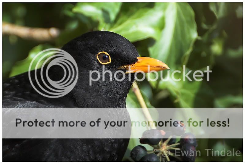 blackbird-1.jpg