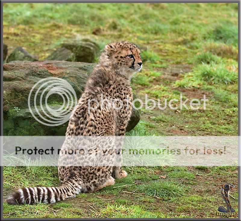 Cheetah-3.jpg