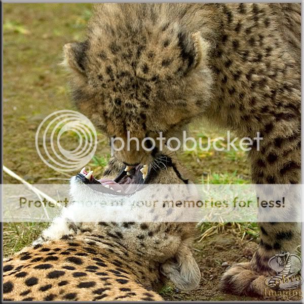 Cheetah_gob.jpg
