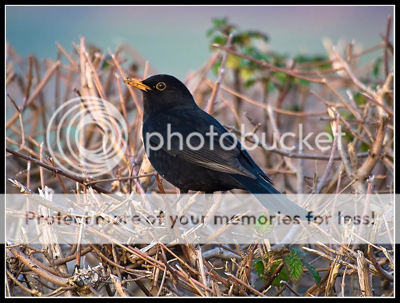 blackbird2.jpg