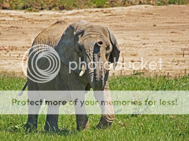 ElephantafricanfemaleBUTA2_MG_1466_zps441ed812.jpg