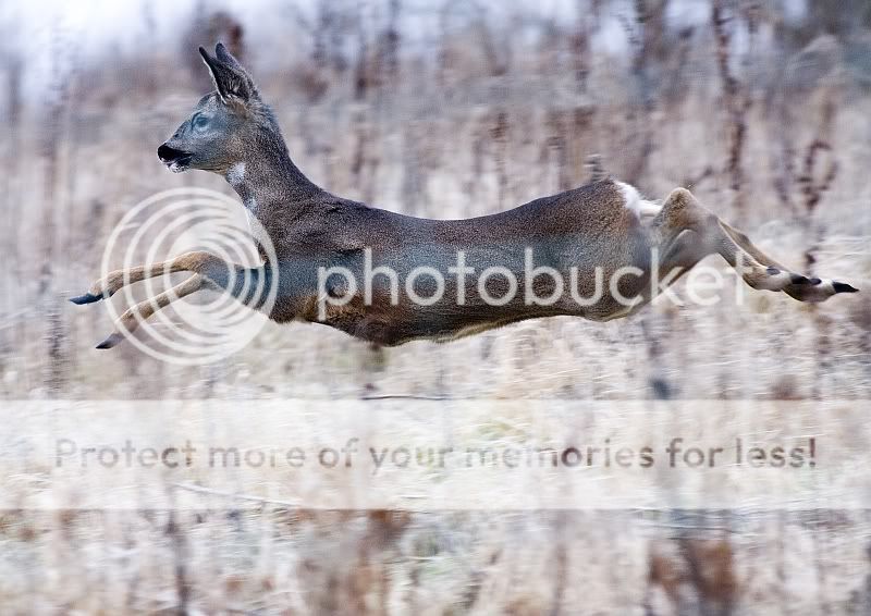 Deer1.jpg