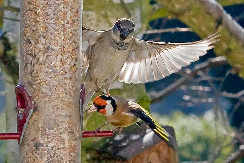 Sparrowarriving.jpg