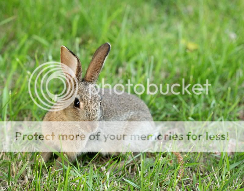 Bridgenorth-Bunny..jpg