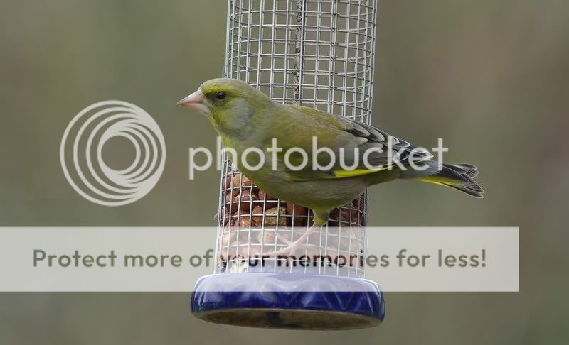 greenfinch2.jpg