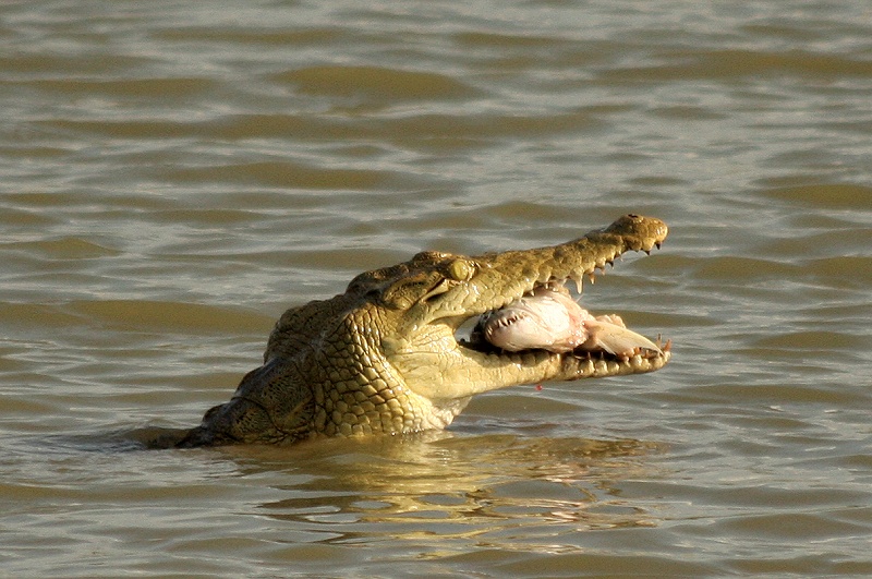 crocodile-having-supper.jpg