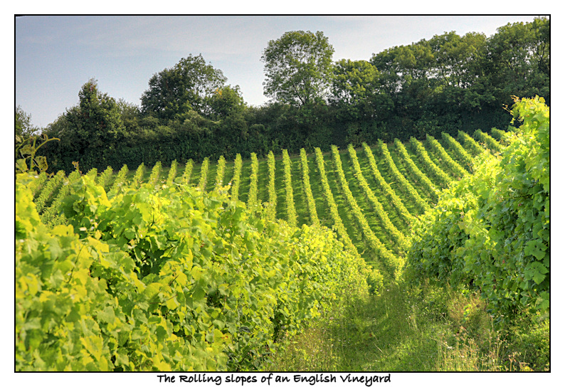 an-english-vineyard.jpg