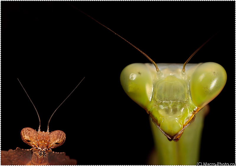 Mantis1.jpg