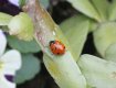 Ladybird in my garden.jpg