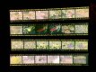 Colour Negs Adjusted Using Copied Layers.jpg
