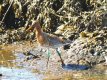 Godwit with rings.jpg