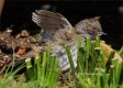 DSC00433.jpg