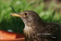 DSC00444.jpg