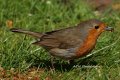 DSC00459.jpg