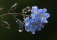 Forgetmenot.jpg