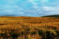 orkney-fields.jpg