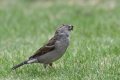 Sparrow with a beak full.jpg