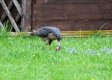 sparrowhawk 1.jpg sparrowhawk 1.jpg