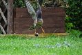 sparrowhawk 2.jpg sparrowhawk 2.jpg
