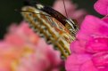 Butterfly Park-8115.jpg
