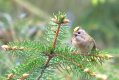 2017-05-02-1126-48-crop_v1-gold-crest.jpg