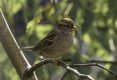 Female Sparrow.jpg Female Sparrow.jpg