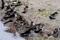 Gathering mud.jpg