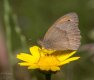 Meadow Brown (Maniola jurtina)-3.jpg