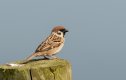 Tree-Sparrow.jpg