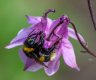 B Terrestris on Aqualisa 010617 jpeg.jpg