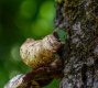 Cocoon on peeling bark 010617 jpeg.jpg