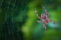 Spider Web LRa.jpg