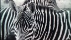 20170629_190410.jpg 20170629_190410.jpg